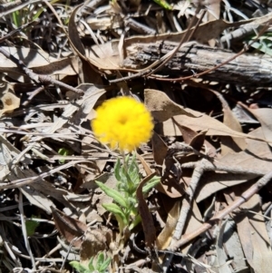 Leptorhynchos squamatus at Carwoola, NSW - 18 Oct 2019 03:13 PM