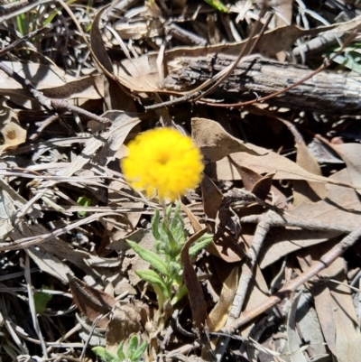 Leptorhynchos squamatus (Scaly Buttons) at Carwoola, NSW - 18 Oct 2019 by Zoed