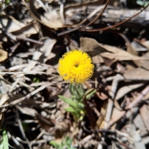 Leptorhynchos squamatus at Carwoola, NSW - 18 Oct 2019 03:13 PM