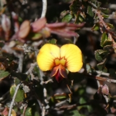 Bossiaea buxifolia (Matted Bossiaea) at Tuggeranong Hill - 21 Oct 2019 by Owen