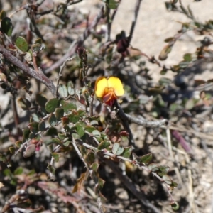 Bossiaea buxifolia at Theodore, ACT - 21 Oct 2019 06:00 PM