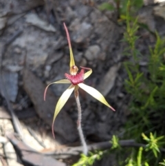 Caladenia orestes (Burrinjuck Spider Orchid) at Brindabella, NSW by MattM