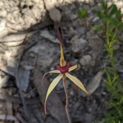 Caladenia orestes at suppressed - 21 Oct 2019