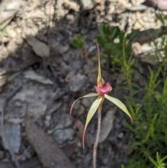 Caladenia orestes at suppressed - 21 Oct 2019