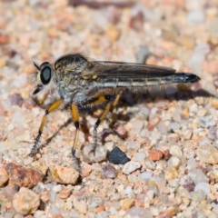 Asiola fasciata (A robber fly) at Fisher, ACT - 21 Oct 2019 by Marthijn