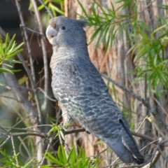 Callocephalon fimbriatum (Gang-gang Cockatoo) at Morton, NSW - 6 Oct 2019 by vivdavo