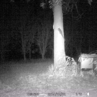 Petaurus notatus (Krefft’s Glider, formerly Sugar Glider) at 63 Mimosa Park Rd - 20 Oct 2019 by vivdavo