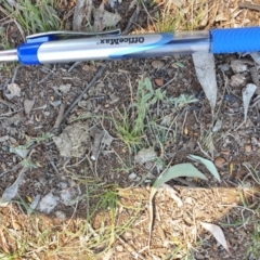 Swainsona sericea (Silky Swainson-Pea) at Red Hill, ACT - 21 Oct 2019 by NickDaines