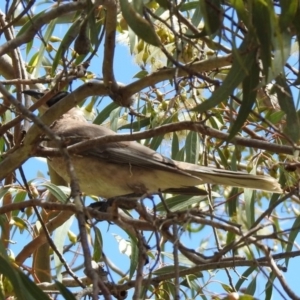 Philemon citreogularis at Fyshwick, ACT - 11 Oct 2019