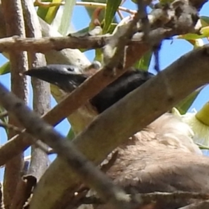 Philemon citreogularis at Fyshwick, ACT - 11 Oct 2019 12:49 PM