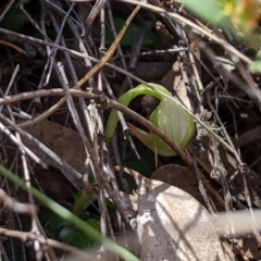 Pterostylis nutans (Nodding Greenhood) at Bimberi Nature Reserve - 20 Oct 2019 by MattM