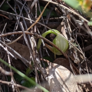 Pterostylis nutans at Uriarra, NSW - suppressed