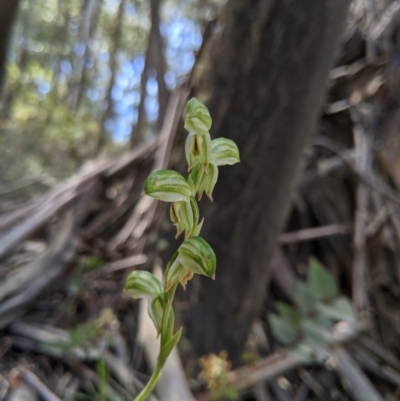 Bunochilus montanus (ACT) = Pterostylis jonesii (NSW) (Montane Leafy Greenhood) at Brindabella, NSW - 21 Oct 2019 by MattM