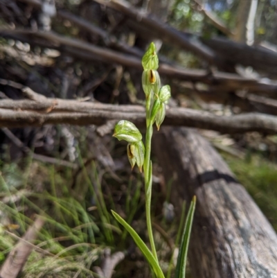 Bunochilus montanus (ACT) = Pterostylis jonesii (NSW) (Montane Leafy Greenhood) at Uriarra, NSW - 21 Oct 2019 by MattM