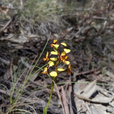 Diuris pardina (Leopard Doubletail) at Uriarra, NSW - 21 Oct 2019 by MattM