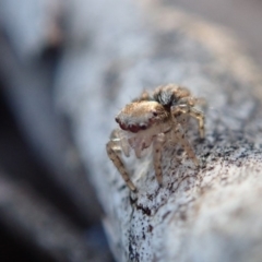 Euophryinae sp.(Undescribed) (subfamily) (A jumping spider) at Sullivans Creek, Acton - 21 Oct 2019 by Laserchemisty