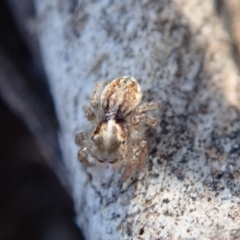 Euophryinae sp.(Undescribed) (subfamily) at Sullivans Creek, Acton - 21 Oct 2019