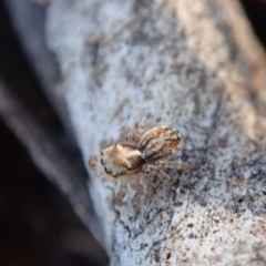 Euophryinae sp.(Undescribed) (subfamily) at Sullivans Creek, Acton - 21 Oct 2019