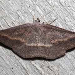 Taxeotis perlinearia (Spring Taxeotis) at Rosedale, NSW - 1 Sep 2019 by jb2602