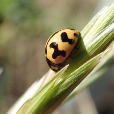 Coccinella transversalis (Transverse Ladybird) at Sullivans Creek, Acton - 21 Oct 2019 by Laserchemisty