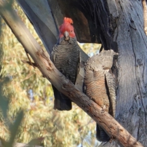 Callocephalon fimbriatum at Hughes, ACT - suppressed