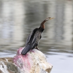 Anhinga novaehollandiae (Australasian Darter) at Greenway, ACT - 13 Oct 2019 by Alison Milton