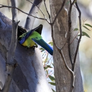 Platycercus eximius at Bruce, ACT - 30 Sep 2019 01:12 PM