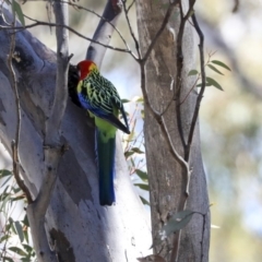 Platycercus eximius at Bruce, ACT - 30 Sep 2019