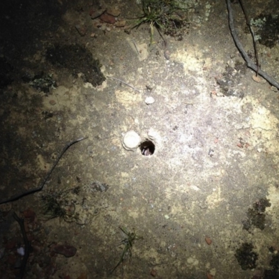 Lycosidae (family) (Wolf spider) at Amaroo, ACT - 19 Oct 2019 by KMcCue