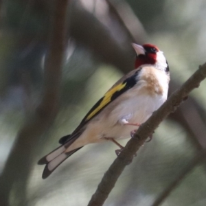 Carduelis carduelis at Fyshwick, ACT - 21 Oct 2019 10:44 AM