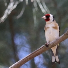 Carduelis carduelis at Fyshwick, ACT - 21 Oct 2019 10:44 AM