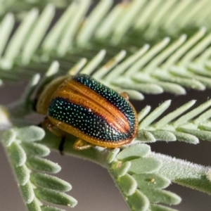 Calomela vittata at Weetangera, ACT - 1 Oct 2019 09:37 AM