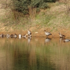 Chenonetta jubata (Australian Wood Duck) at Garran, ACT - 9 Oct 2019 by JackyF