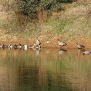 Chenonetta jubata at Garran, ACT - 9 Oct 2019 05:16 PM