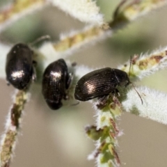 Alticini (tribe) (Unidentified flea beetle) at Weetangera, ACT - 30 Sep 2019 by AlisonMilton