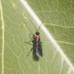 Braconidae (family) at Hawker, ACT - 1 Oct 2019