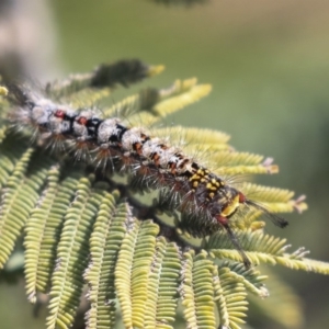 Acyphas semiochrea at Weetangera, ACT - 1 Oct 2019