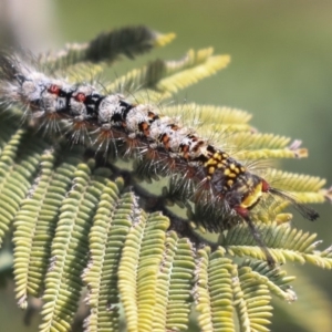 Acyphas semiochrea at Weetangera, ACT - 1 Oct 2019