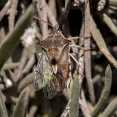 Oechalia schellenbergii (Spined Predatory Shield Bug) at The Pinnacle - 1 Oct 2019 by AlisonMilton