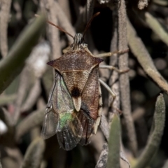 Oechalia schellenbergii at Hawker, ACT - 1 Oct 2019 03:35 PM