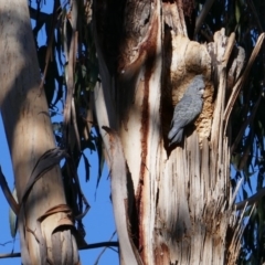 Callocephalon fimbriatum (Gang-gang Cockatoo) at Federal Golf Course - 23 Sep 2019 by JackyF