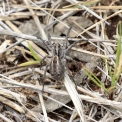 Lycosidae (family) (Unidentified wolf spider) at The Pinnacle - 22 Sep 2019 by AlisonMilton