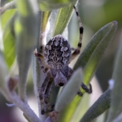 Araneus sp. (genus) (Orb weaver) at Hawker, ACT - 1 Oct 2019 by AlisonMilton