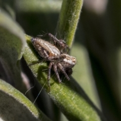 Oxyopes sp. (genus) (Lynx spider) at The Pinnacle - 1 Oct 2019 by AlisonMilton