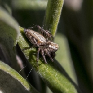 Oxyopes sp. (genus) at Hawker, ACT - 1 Oct 2019 03:42 PM