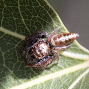 Opisthoncus grassator at Hawker, ACT - 1 Oct 2019