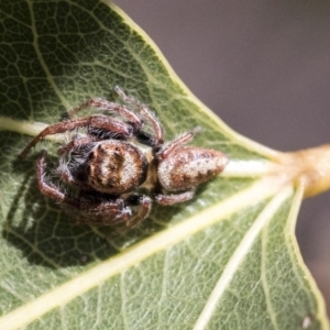 Opisthoncus grassator at Hawker, ACT - 1 Oct 2019