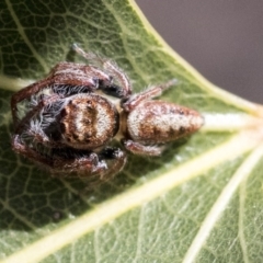 Opisthoncus grassator at Hawker, ACT - 1 Oct 2019 10:45 AM