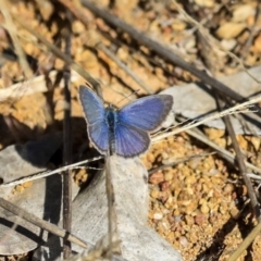 Zizina otis (Common Grass-Blue) at Dunlop, ACT - 19 Oct 2019 by AlisonMilton