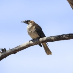 Philemon corniculatus (Noisy Friarbird) at Dunlop, ACT - 20 Oct 2019 by Alison Milton
